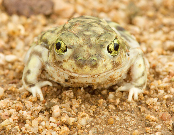Couch's Spadefoot Scaphiopus couchii 
