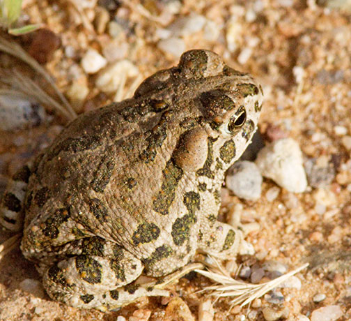 Great Plains Toad Bufo cognatus 