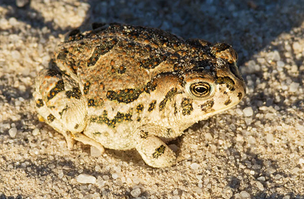 Great Plains Toad Bufo cognatus 