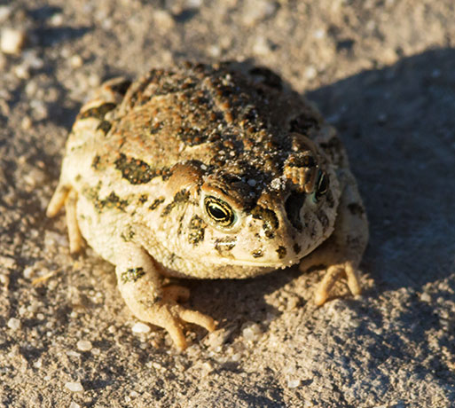 Great Plains Toad Bufo cognatus 