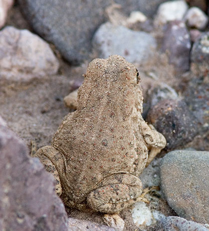 Red-spotted Toad Bufo punctatus 