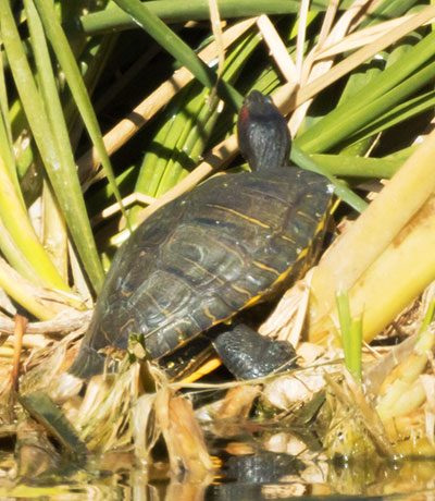 Pond Slider Trachemys scripta 