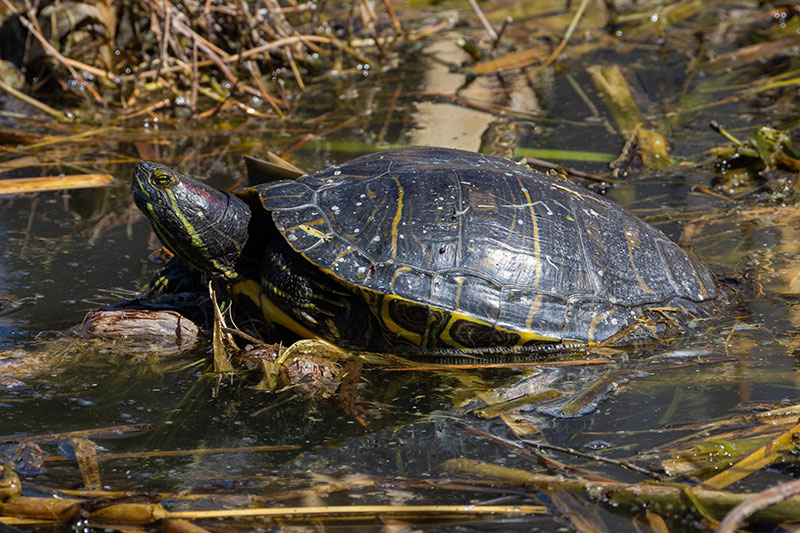 Pond Slider Trachemys scripta 