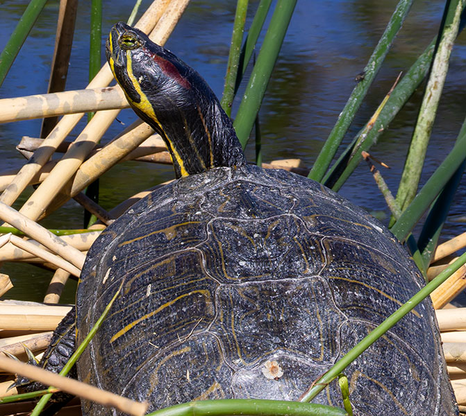 Pond Slider Trachemys scripta 