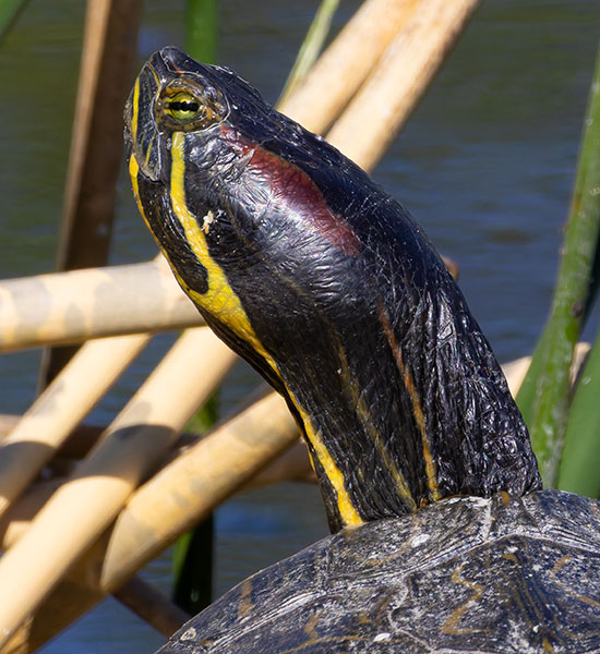 Pond Slider Trachemys scripta 