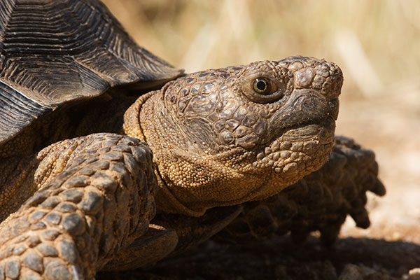 Desert Tortoise Gopherus agassizii