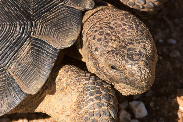 Desert Tortoise Gopherus agassizii