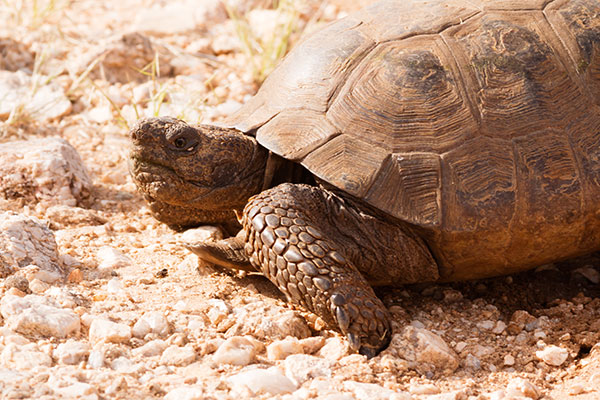 Desert Tortoise Gopherus agassizii