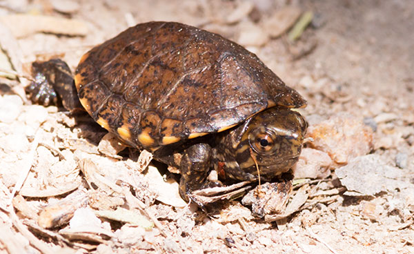 Sonoyta Mud Turtle Kinosternon sonoriense longifemorale 