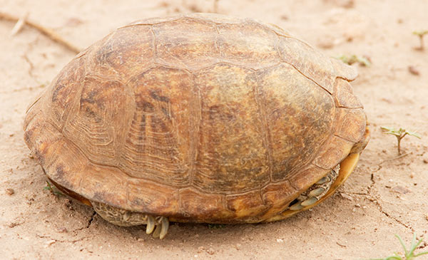 Ornate Box Turtle Western Box Turtle Terrapene ornata Hidalgo County, NM