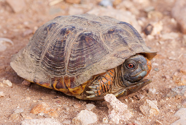 Ornate Box Turtle Western Box Turtle Terrapene ornata 