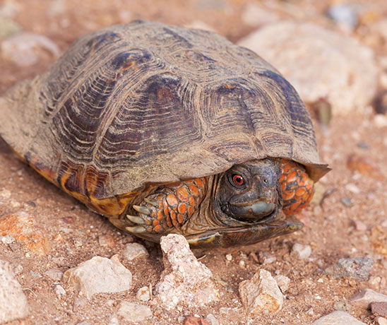 Ornate Box Turtle Western Box Turtle Terrapene ornata 