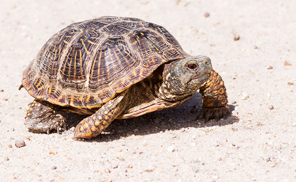 Ornate Box Turtle Western Box Turtle Terrapene ornata 