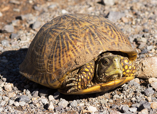 Ornate Box Turtle Western Box Turtle Terrapene ornata 