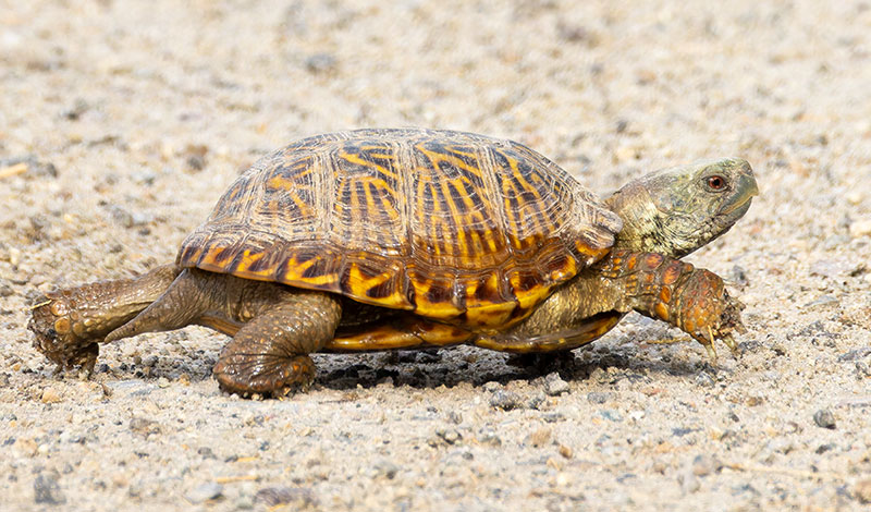 Ornate Box Turtle Western Box Turtle Terrapene ornata 
