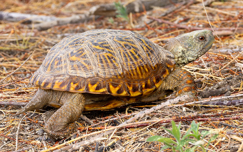 Ornate Box Turtle Western Box Turtle Terrapene ornata 