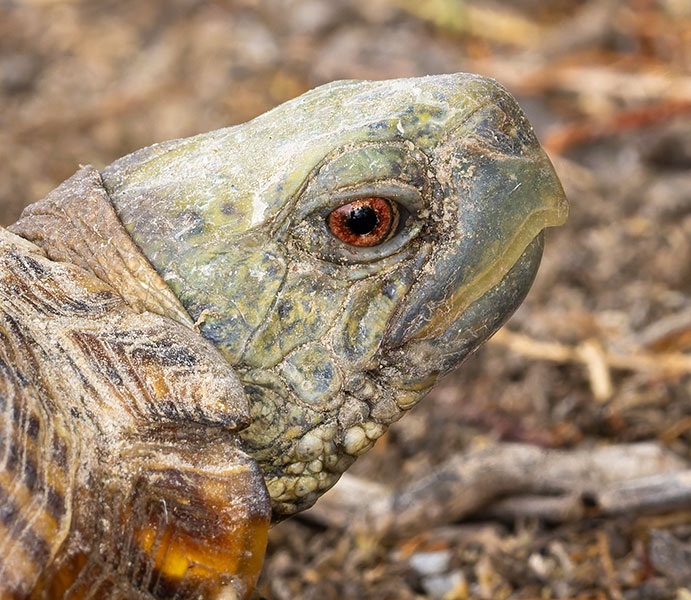 Ornate Box Turtle Western Box Turtle Terrapene ornata 