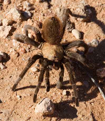 Tarantula