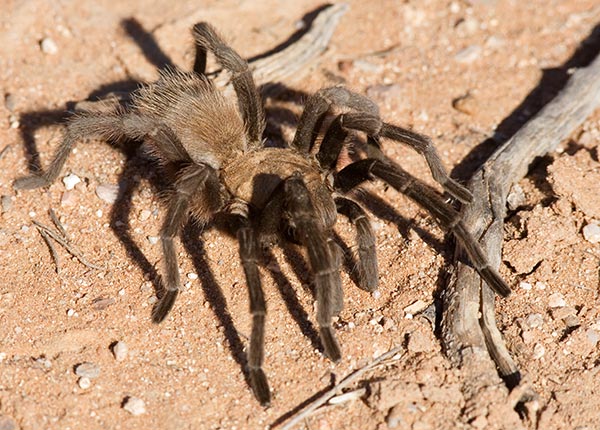 Tarantula