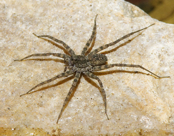 Wolf Spider Lycosidae 