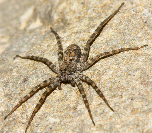 Wolf Spider Lycosidae 