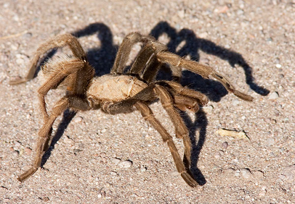 Tarantula Family Theraphosidae