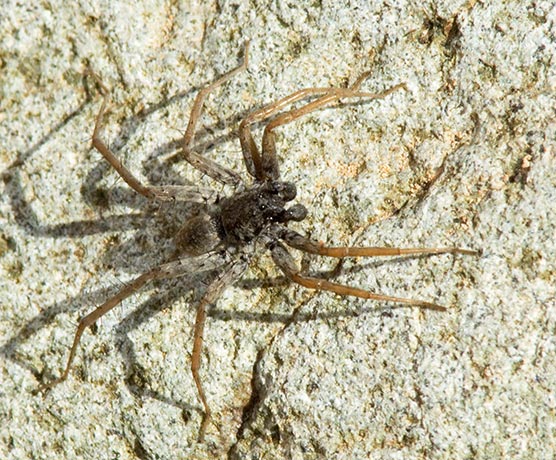 Wolf Spider Lycosidae 
