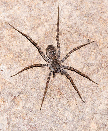 Wolf Spider Lycosidae 