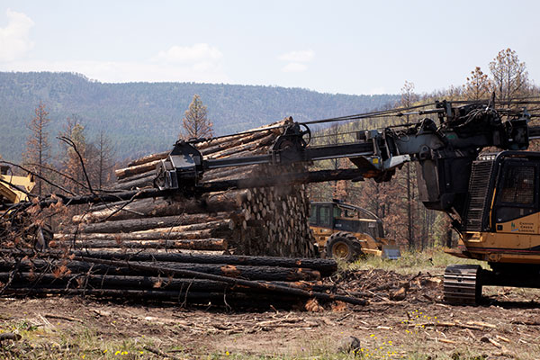 Delimber working in Apache Forest Arizona   