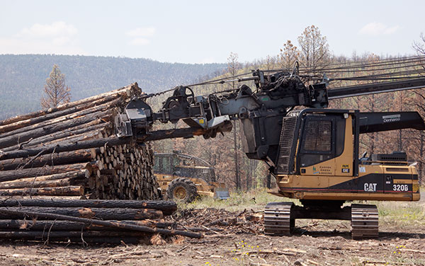 Delimber working in Apache Forest Arizona   