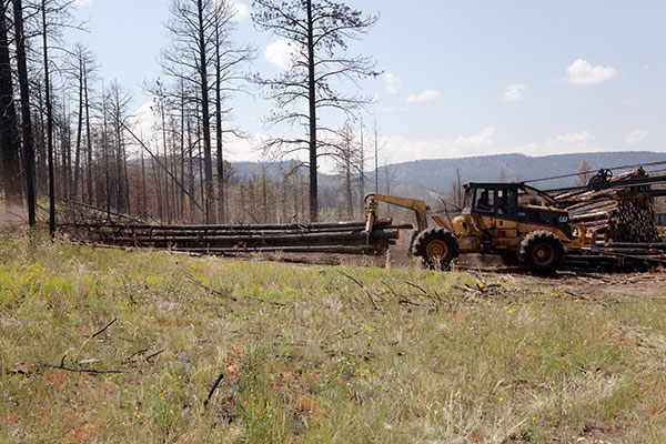 Skidder bringing in logs  Arizona   