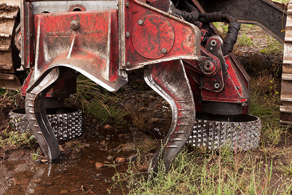 Waratah Delimber  Arizona  Title= 