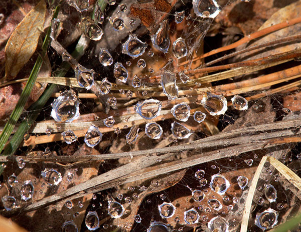 Water Droplets on Spider Web