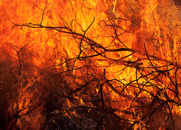 Close-up of fire in weeds and branches 