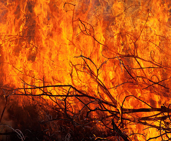 Close-up of fire in weeds and branches 