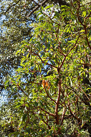 Arizona Madrone Arbutus arizonica