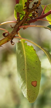 Arizona Madrone Arbutus arizonica