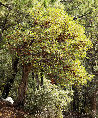 Arizona Madrone Arbutus arizonica