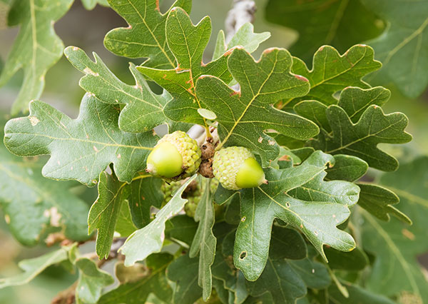 Gambel Oak Quercus gambelii 