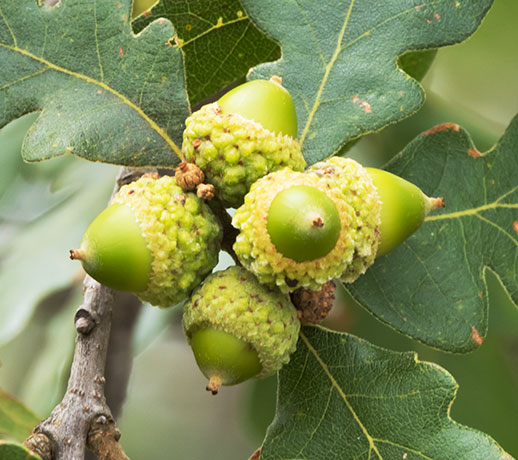 Gambel Oak Quercus gambelii 