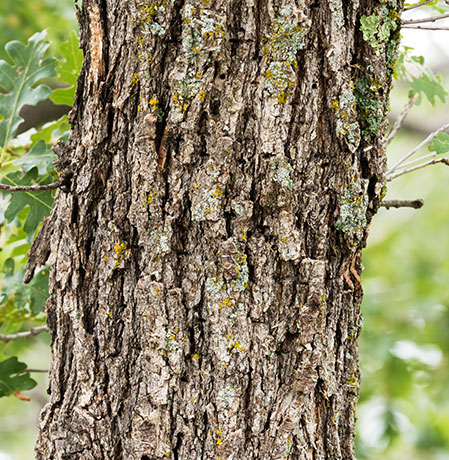 Gambel Oak Quercus gambelii 