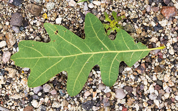 Gambel Oak Quercus gambelii 