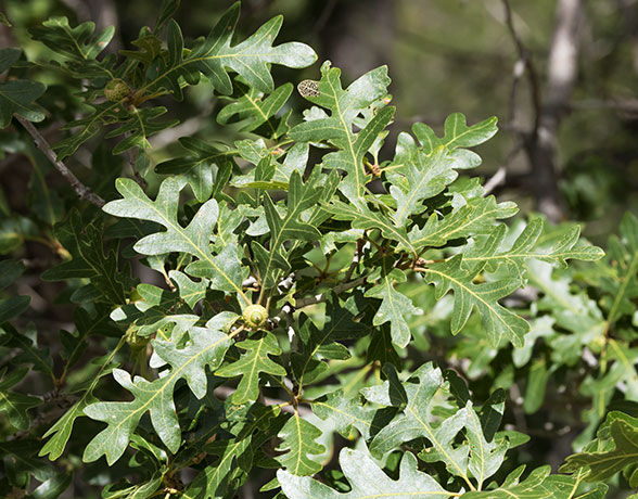 Gambel Oak Quercus gambelii 