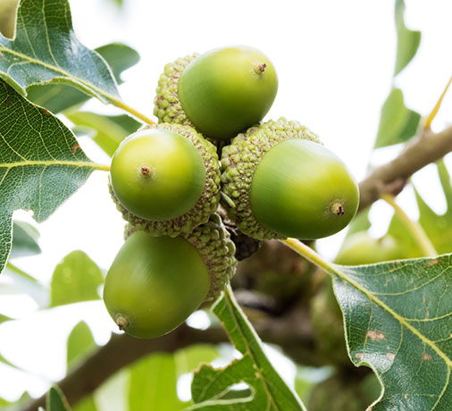 Gambel Oak Quercus gambelii 