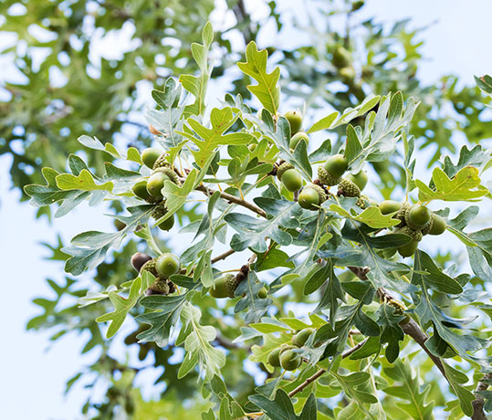 Gambel Oak Quercus gambelii 