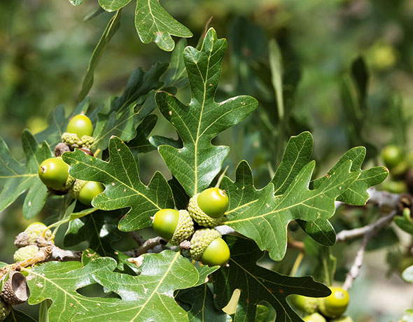 Gambel Oak Quercus gambelii 