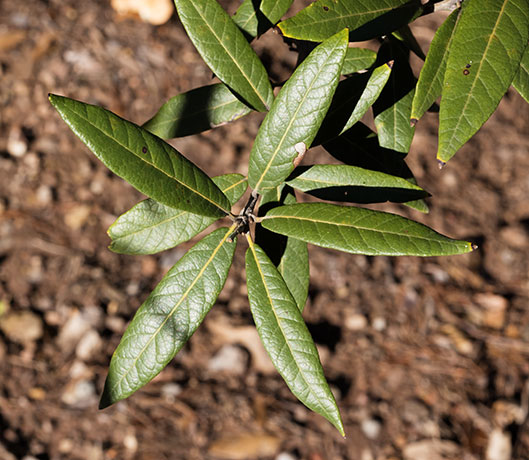 Silverleaf Oak Quercus hypoleucoides 