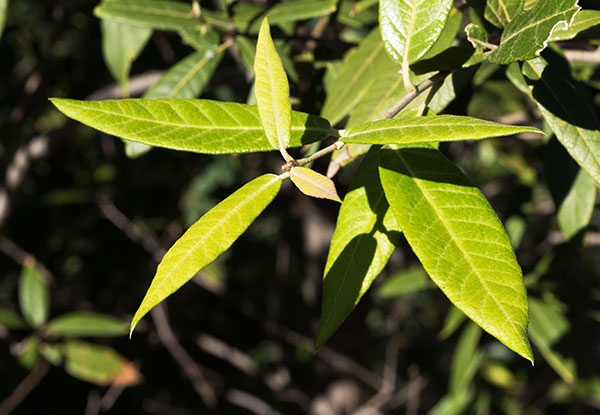Silverleaf Oak Quercus hypoleucoides 