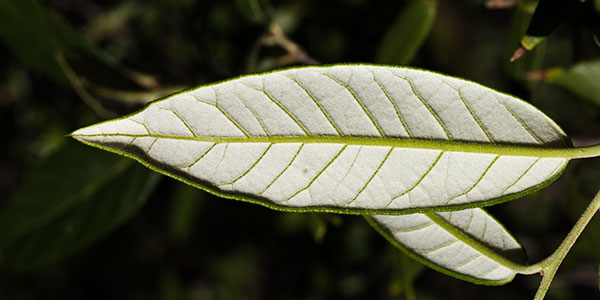 Silverleaf Oak Quercus hypoleucoides 