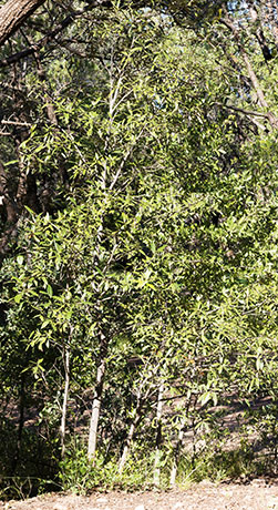 Silverleaf Oak Quercus hypoleucoides 